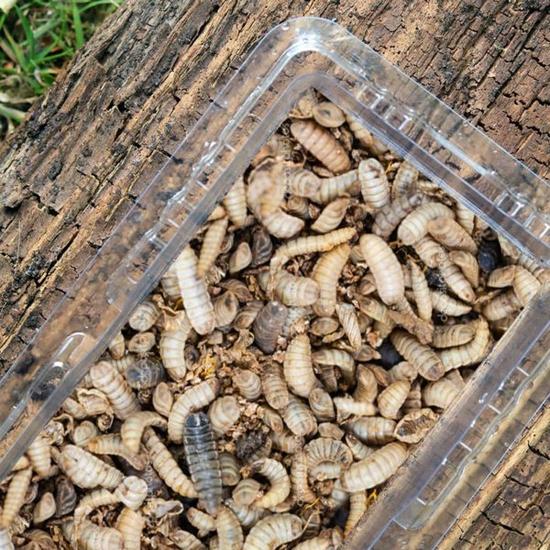 Live Waxworms for Birds UK, Delivered in Tubs